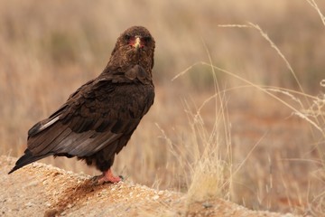 The immature Bateleur (Terathopius ecaudatus) sitting on dry sand.