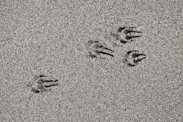 Fototapeta na wymiar An animal track on the ground, with clear claw marks.