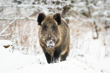Powerful wild boar, sus scrofa, standing in snow facing camera and watching in winter. Front view of aggressive wild mammal approaching in wilderness.