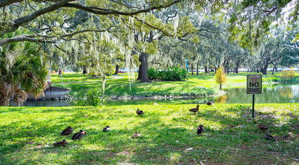 bird is sleeping at noon