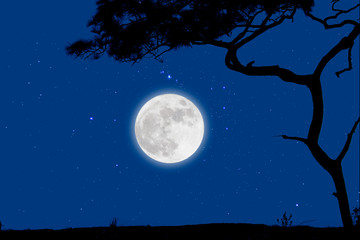 Full moon in starry night over grass with tree.