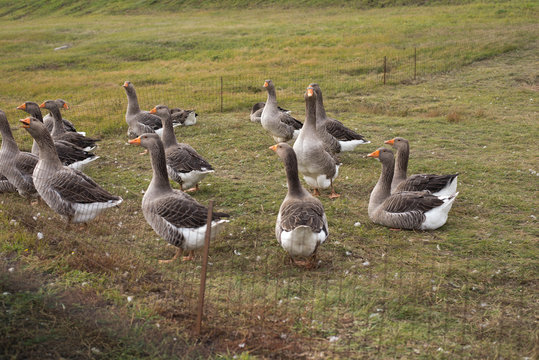 Gaggle of domestic geese near the coop in late afternoon. Rural farm. Selective focus.