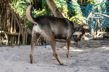 A stray dog walks along the beach near a hammock
