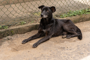 A stray dog lies near the cage