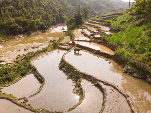 Aerial view of Sapa rice terraces in Vietnam.