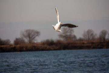 A seagull flies over the river and tries to sit on a large stump.