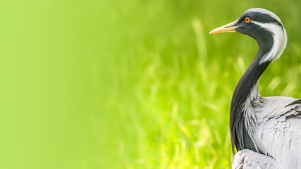 Beautiful portrait of Demoiselle Crane (Grus Virgo) at green smooth background and copy space, closeup, details