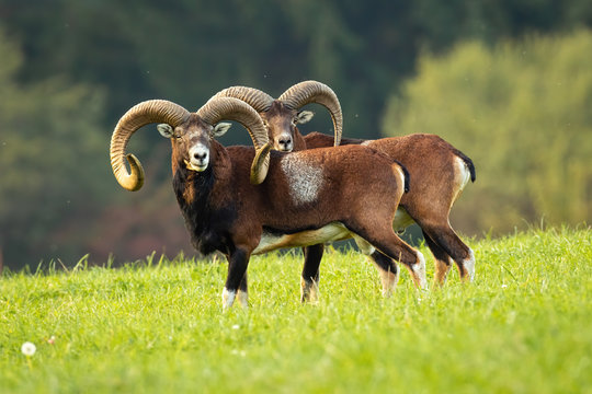 Two impressive mouflon, ovis musimon, rams with long horns standing close together on meadow in autumn. Impressive wild watchful male mammals looking aside in nature. Animals in wilderness.