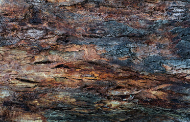Bark texture background pattern crack old brown for design