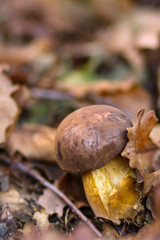 boletus mushroom in the forest, macro
