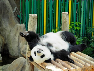 Fototapety  寝起きのパンダ