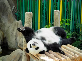 Foto op Plexiglas 寝起きのパンダ © TABACO