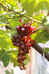 Branch of red grapes vine leaves. grape in the tree