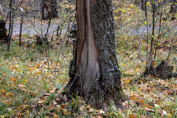 Forest in autumn sunny evening oak tree with cracked bark view of the lower part of the tree