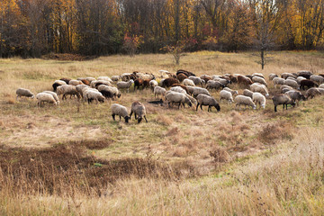 Livestock farm-a herd of sheep and goats. Fodder for livestock. What to feed the sheep. Traditions of the East. Selective focus.