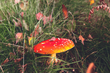 Amanita Muscaria - Fly Agaric Mushroom in the Forest