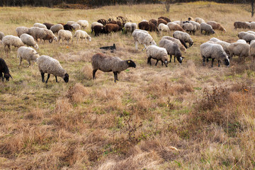 Naklejka na ściany i meble Livestock farm-a herd of sheep and goats. Fodder for livestock. What to feed the sheep. Traditions of the East. Selective focus.