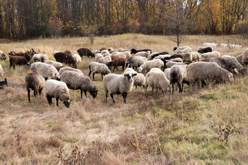 Livestock farm-a herd of sheep and goats. Fodder for livestock. What to feed the sheep. Traditions of the East. Selective focus.