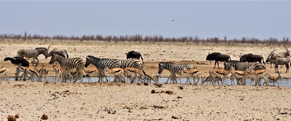 Fototapeta na wymiar Many animals at waterhole in Etosha Nationalpark. Springboks, zebras, oryx antelopes,