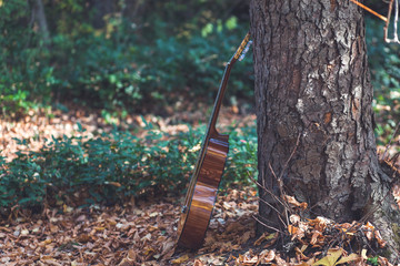 guitar in tree in forest