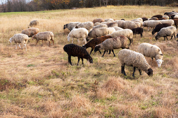 Livestock farm-a herd of sheep and goats. Fodder for livestock. What to feed the sheep. Traditions of the East. Selective focus.