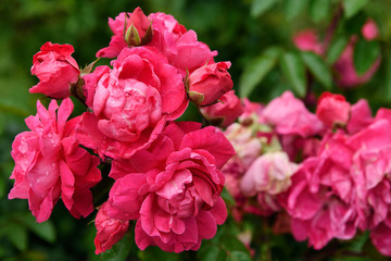 Pink Peace rose bush cluster of wet double roses in commemorative rose garden in Montebello Park downtown St. Catherines Ontario Canada