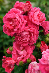 Vertical of Pink Peace rose bush cluster of wet double roses in commemorative rose garden of Montebello Park downtown St. Catherines Ontario Canada