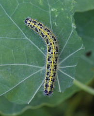Chenille