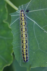 Chenille