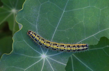 Chenille