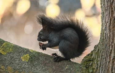 Junges Eichhörnchen frisst eine Nuss