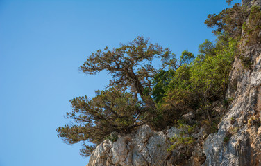 pine tree on background of blue sky