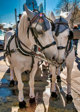 Chevaux attel&eacute;s pendant la feria d'Arles, France