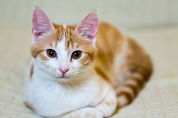 Ginger and white cat is sitting and looking at you