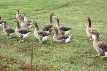 Gaggle of domestic geese near the coop in late afternoon. Rural farm. Selective focus.