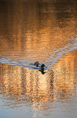 ducks on the lake