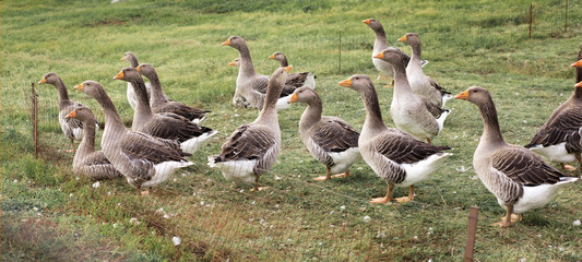 Gaggle of domestic geese near the coop in late afternoon. Rural farm. Selective focus.