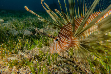 Lion fish in the Red Sea colorful fish, Eilat Israel