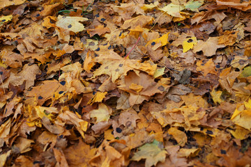 Black patch on the leaves of the maple. The disease is caused by the fungus Rhytisma acerinum. With this disease, large, round, black, slightly convex spots with a yellowish-green border are formed.