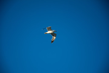 seagull flying in the blue sky