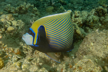 Fish swim in the Red Sea, colorful fish, Eilat Israel