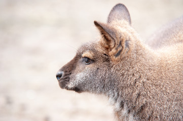 Fototapeta premium Känguru
