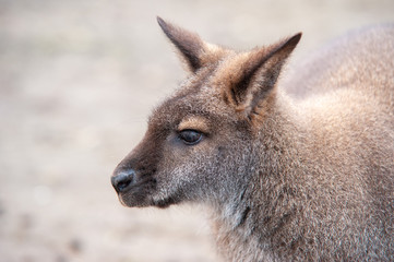 Känguru