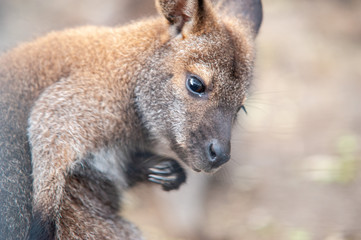 Känguru