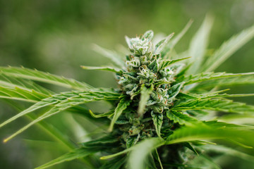 leafing hemp on a green background