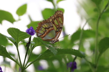 butterfly exotic on a leaf