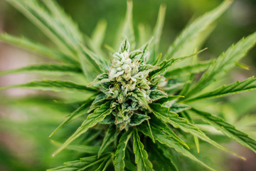 bump of marijuana on a green background