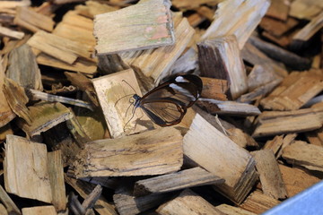 Butterfly transparent wings on pile of firewood