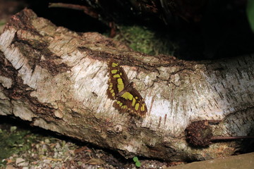Butterfly on wood