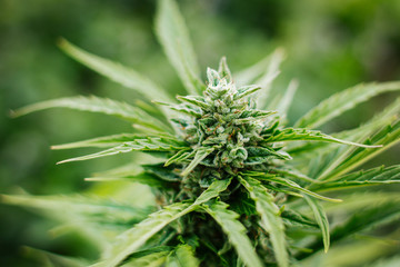 ripened marijuana harvest mature